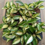 Voskovka (Hoya australis) ´TRICOLOR´ - výška 6 cm, kont. P6